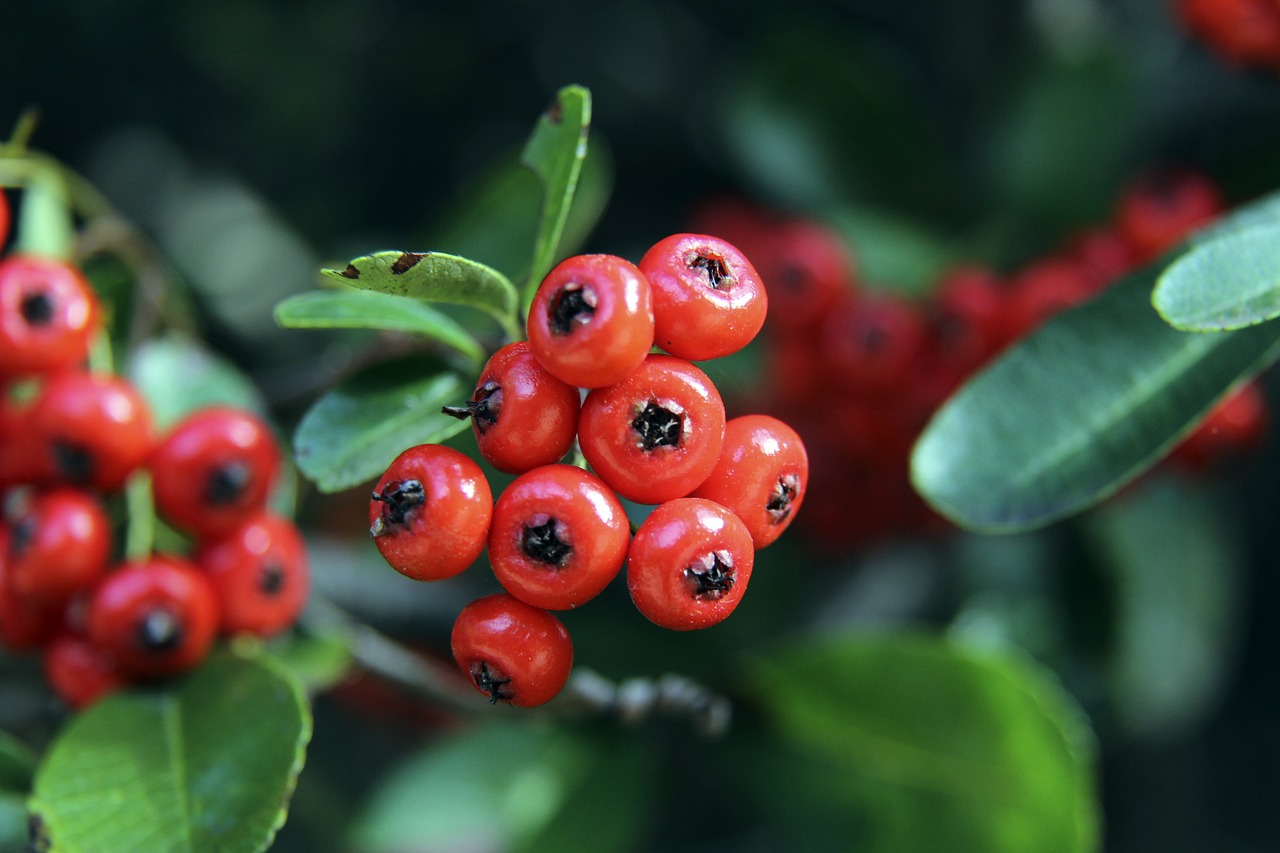 管理者的鼓 管理者的鼓